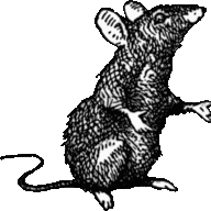 Die Dunkle Maus