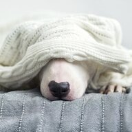blanketdog