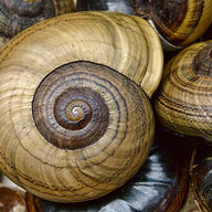snailshell